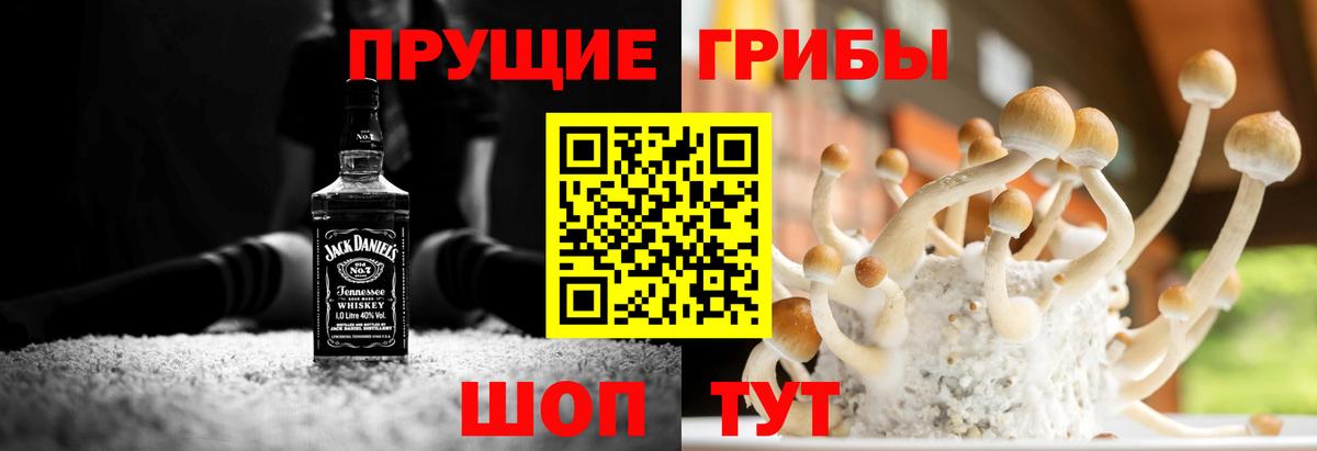 Галлюциногенные грибы Psilocybe Михайловка